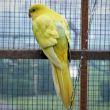 Broedrijpe Gele konings pop